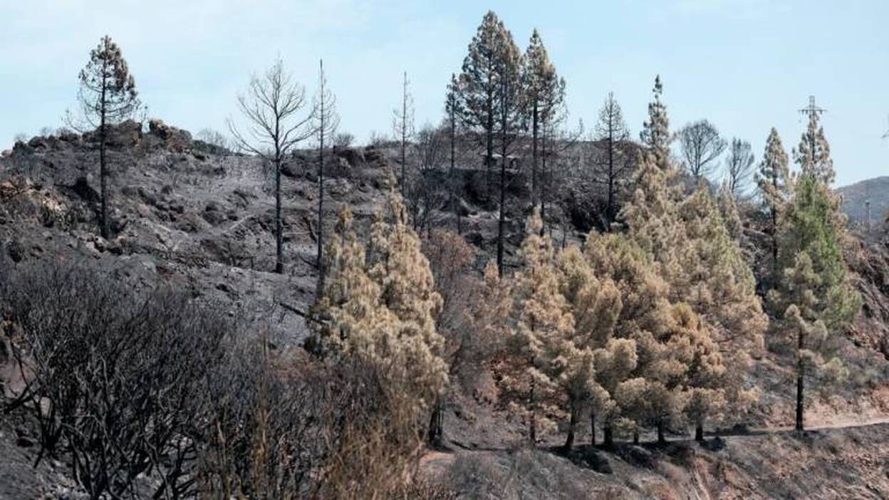 La terrible huella que el fuego deja a su paso en Gran Canaria