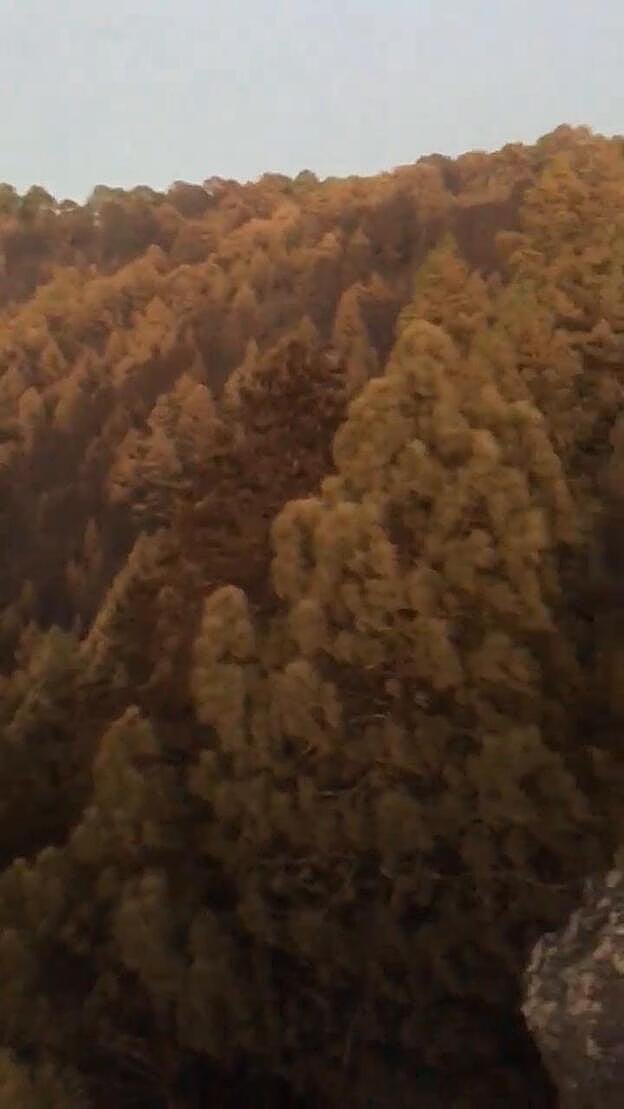 Imágenes de Tamadaba tras el paso del fuego
