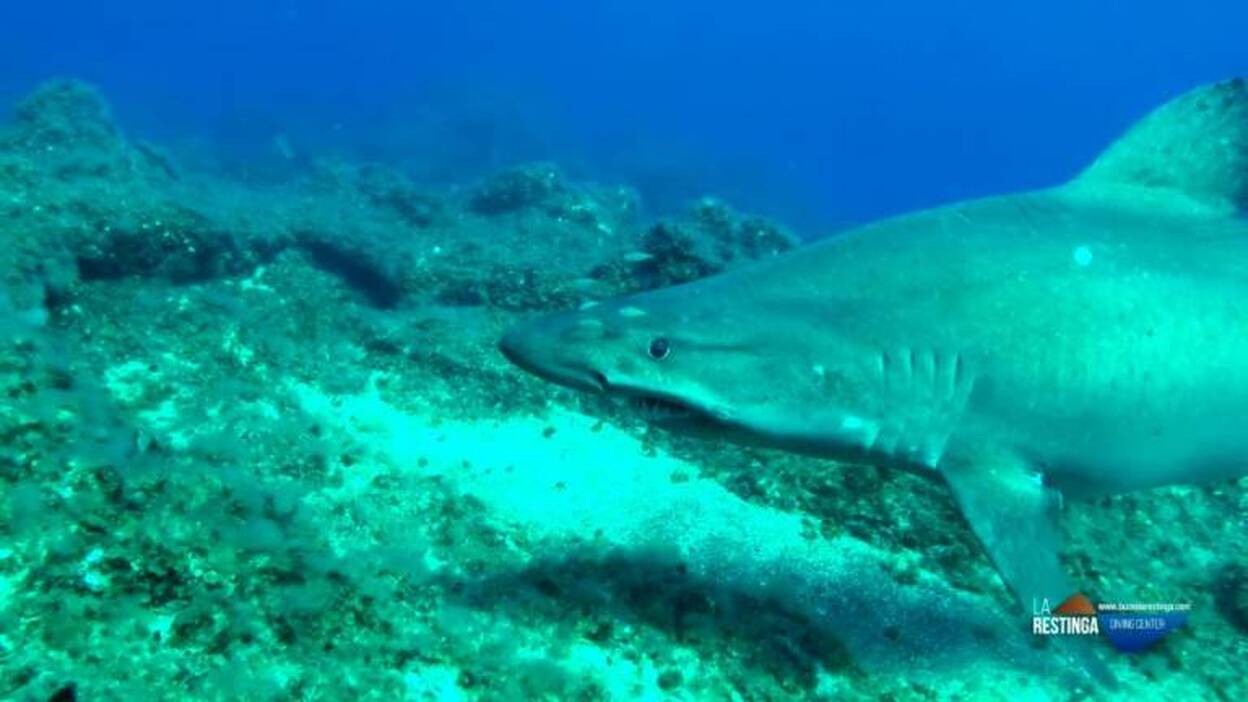 El tiburón solrayo restringe el buceo en El Hierro