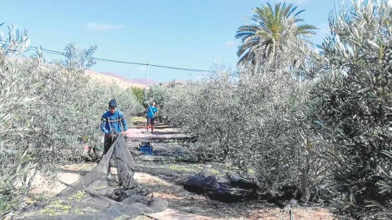 La cosecha de la aceituna majorera cae en picado