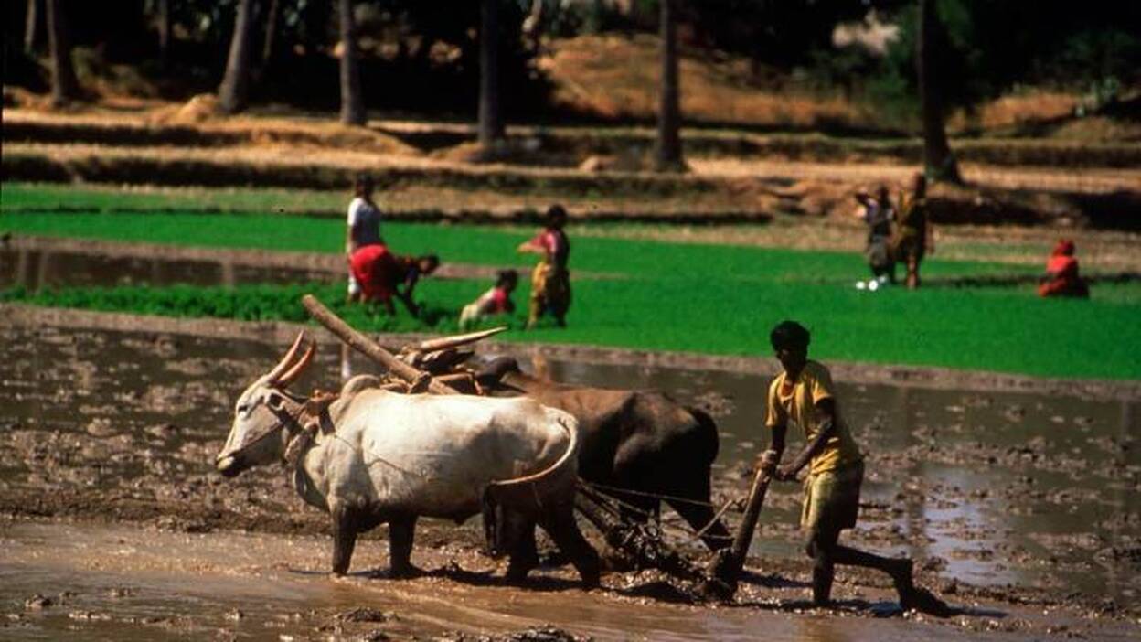 Los arados tirados por bueyes, origen de la división de ricos y pobres