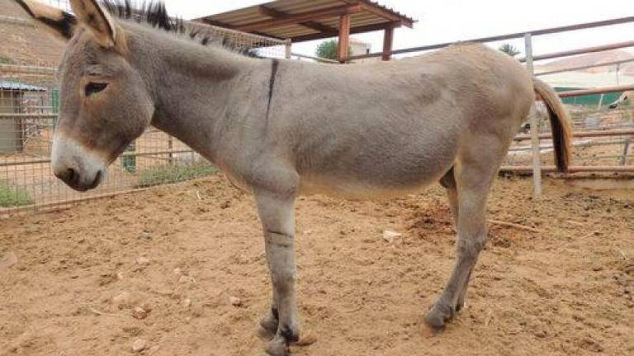 Soo... defiende la presencia del burro majorero en la romería de la Peña