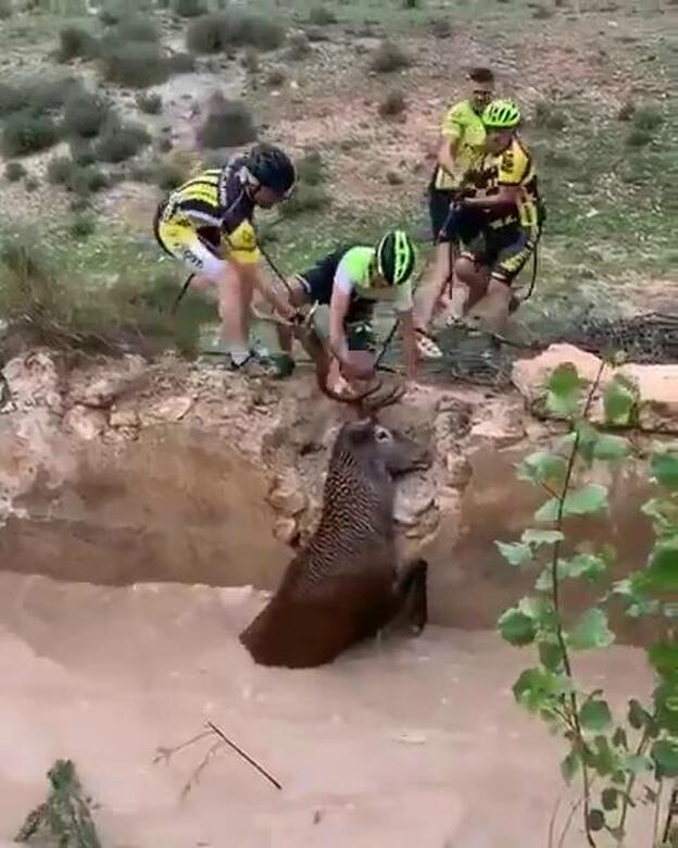 Unos ciclistas salvan de la muerte a este ciervo en Granada