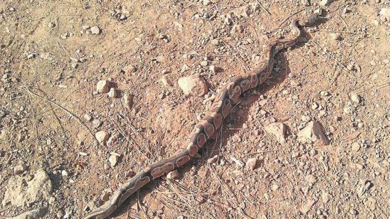 Hallada una pitón real en la zona de la presa de Las Niñas