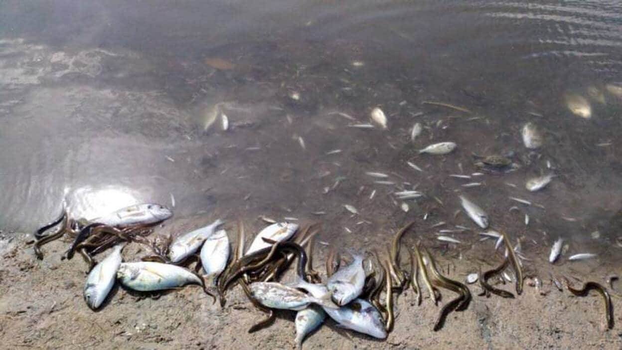 3.000 kilos de peces muertos en el Mar Menor