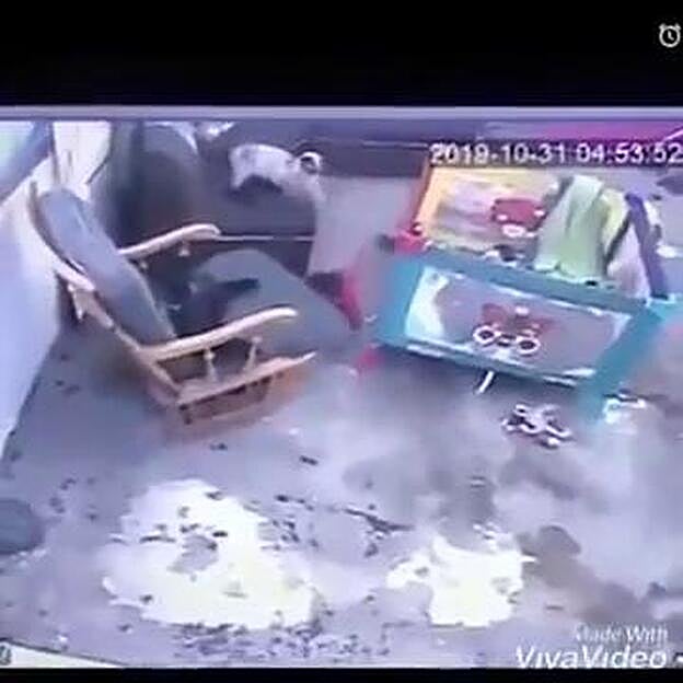 El gato niñera arrasa en las redes