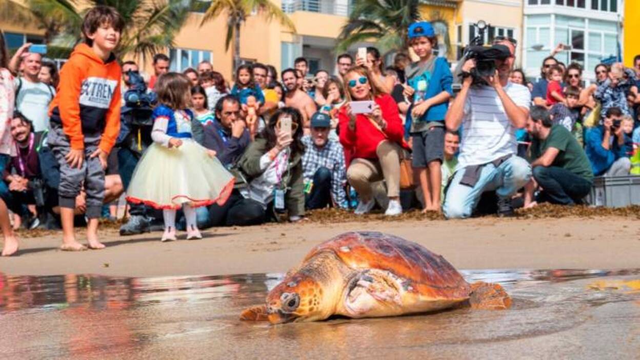 Suelta de tortugas con el Womad