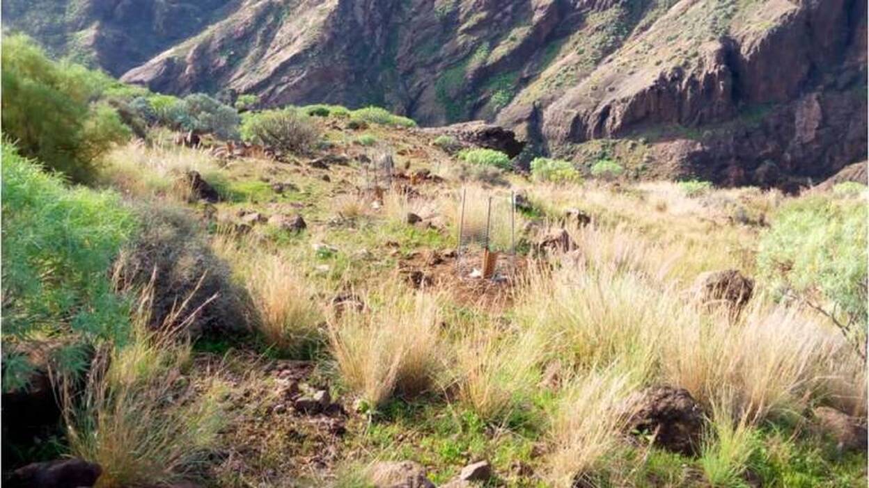 El reto de repoblar zonas desertificadas