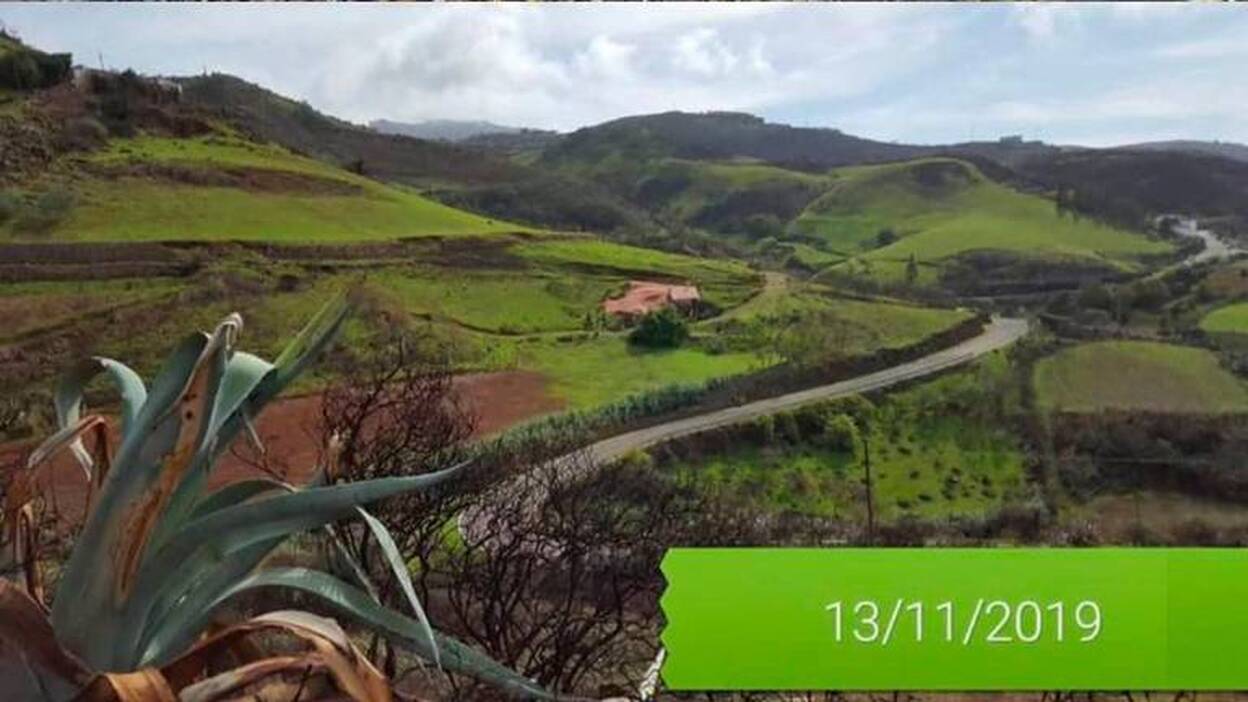 Los altos de Gáldar se tiñen de verde