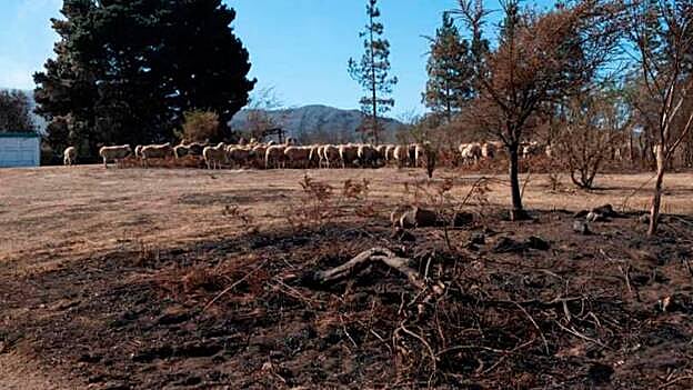 Un rebaño de ovejas merodeando por el terreno calcinado. /  Juan Carlos Alonso. 