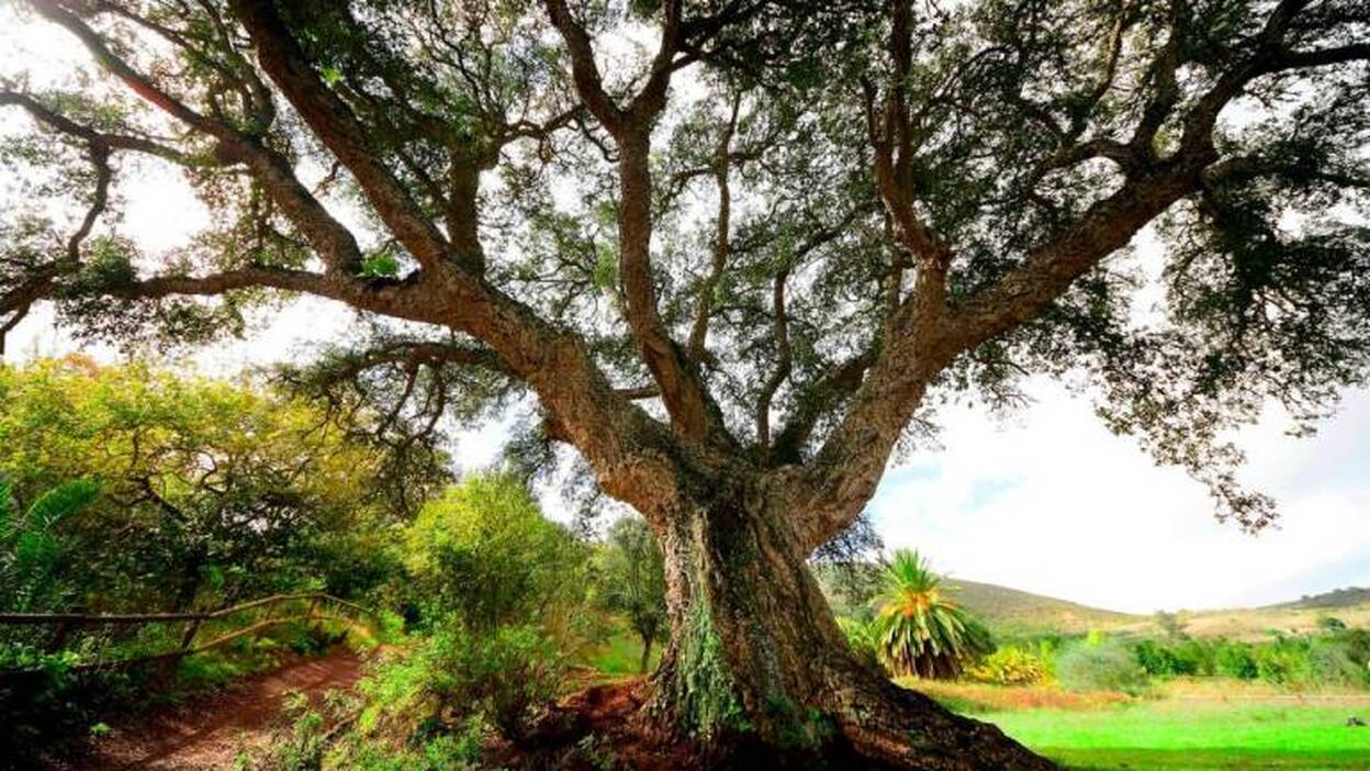 Especies de 5 continentes en Gran Canaria