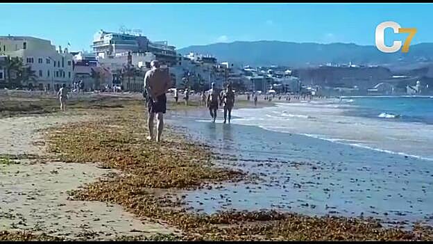 Ciudad de Mar retira 70 toneladas de algas pardas de Las Canteras