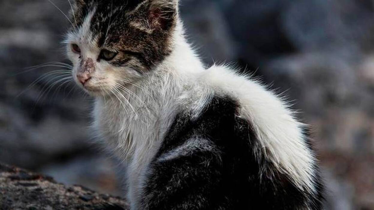 Investigado por matar a un gato en Sardina del Sur