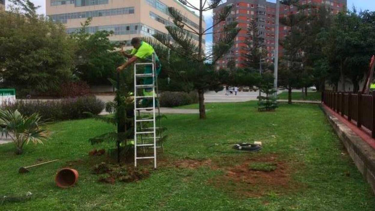 441 nuevos árboles en la ciudad