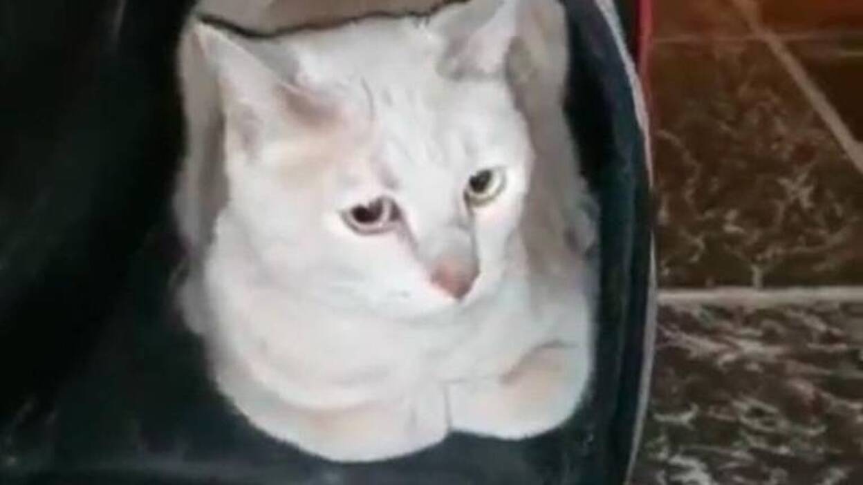 La familia del gato abandonado lo reclama