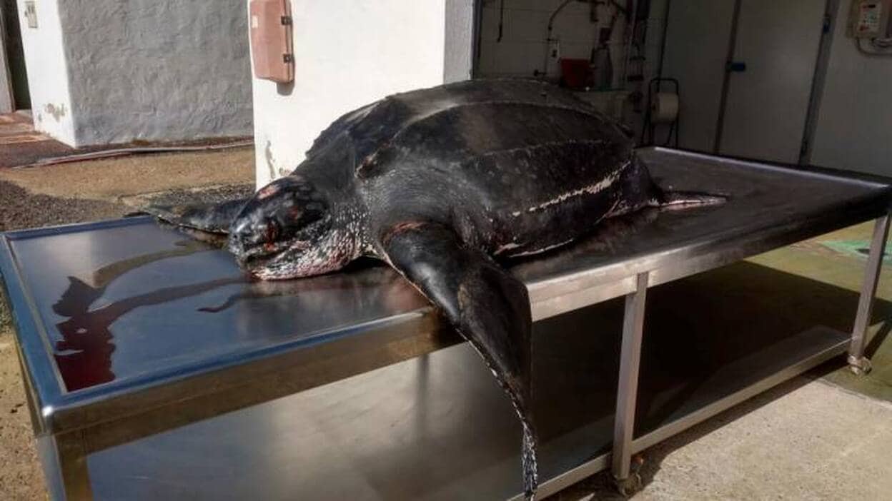 Los restos de la tortuga laúd de Matas Blanca se usarán en un proyecto europeo de incidencia de los plásticos en el medio marino