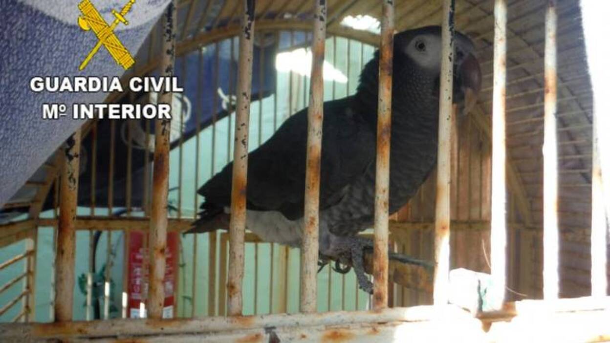 La Guardia Civil recupera en Lanzarote un espécimen de ave en peligro de extinción