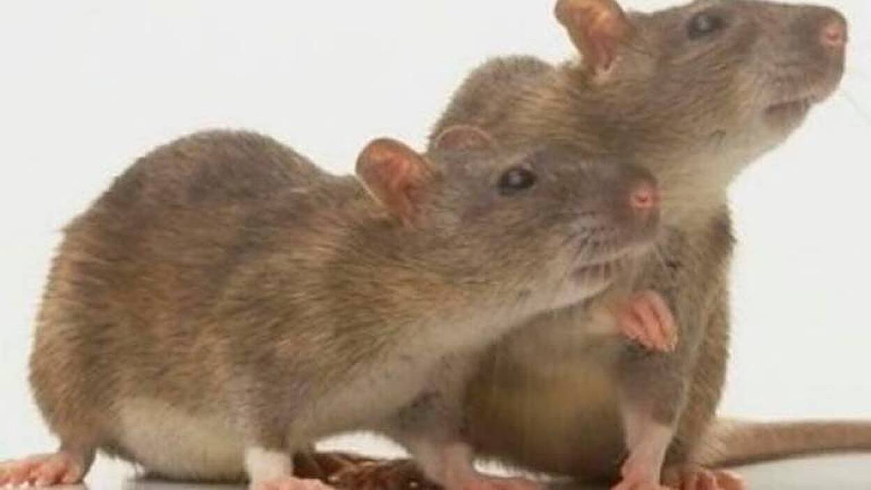 No podremos derrotar al coronavirus sin modelos animales