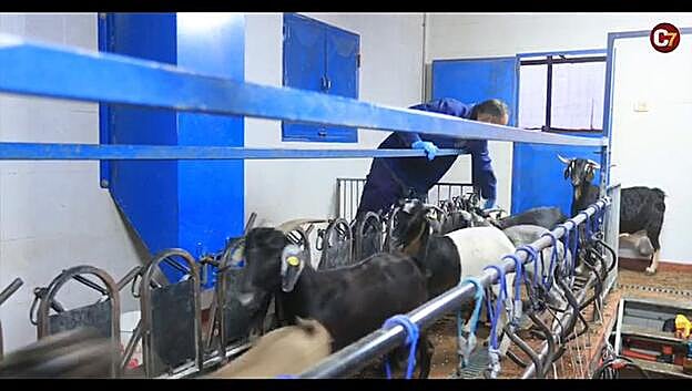 Triple precaución en la quesería