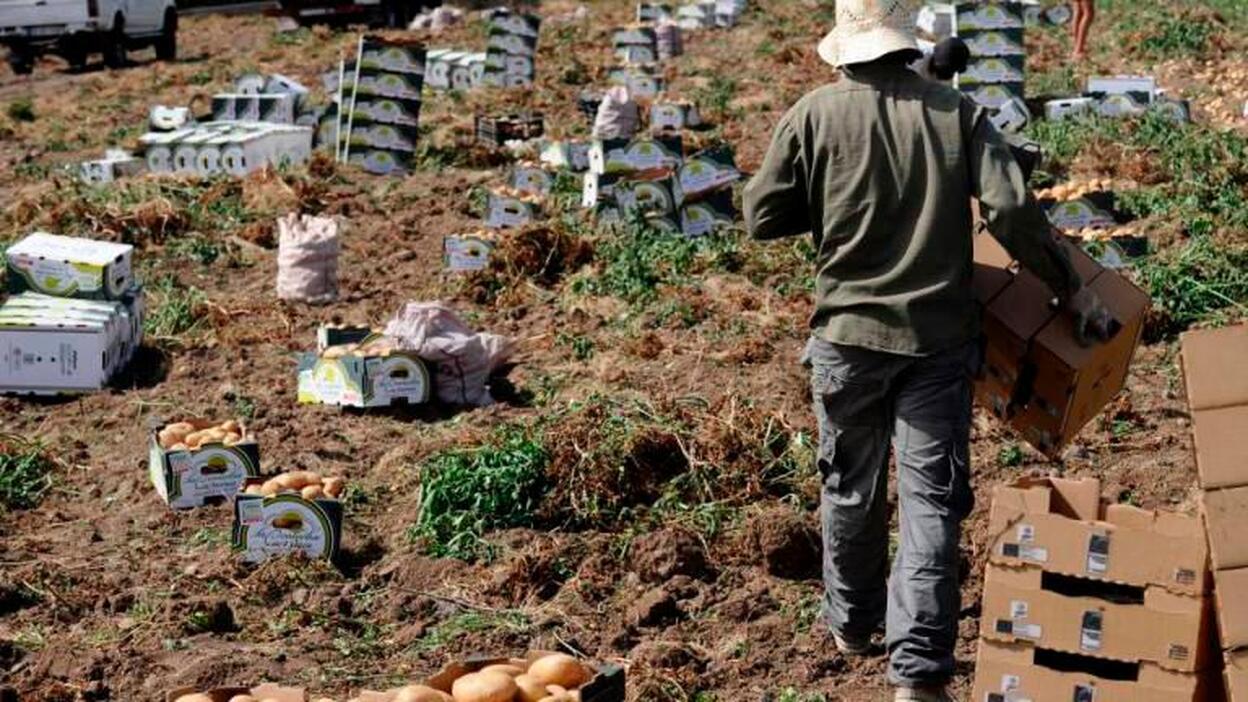 Las organizaciones agrarias piden un rescate urgente para la ganadería canaria