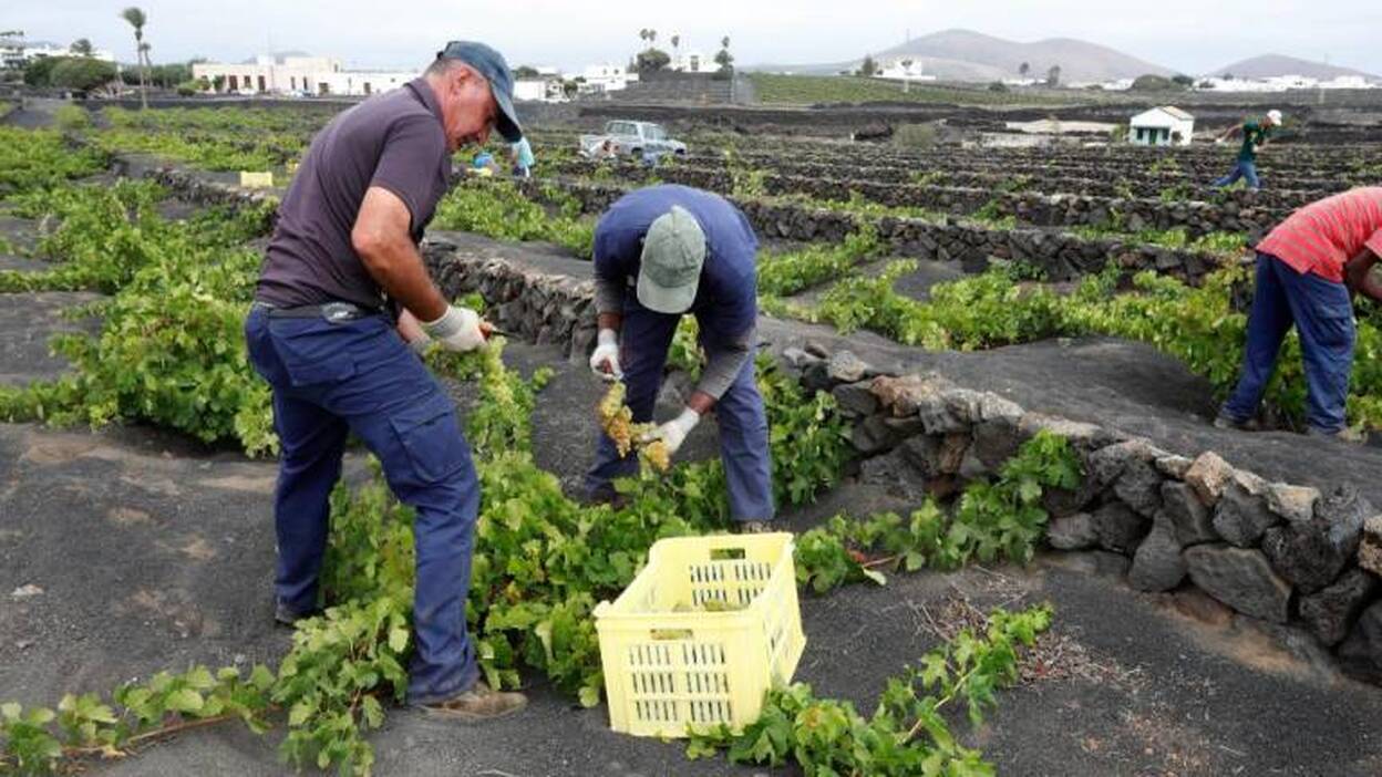 La gestión de las ayudas a la uva de 2020 se demorará