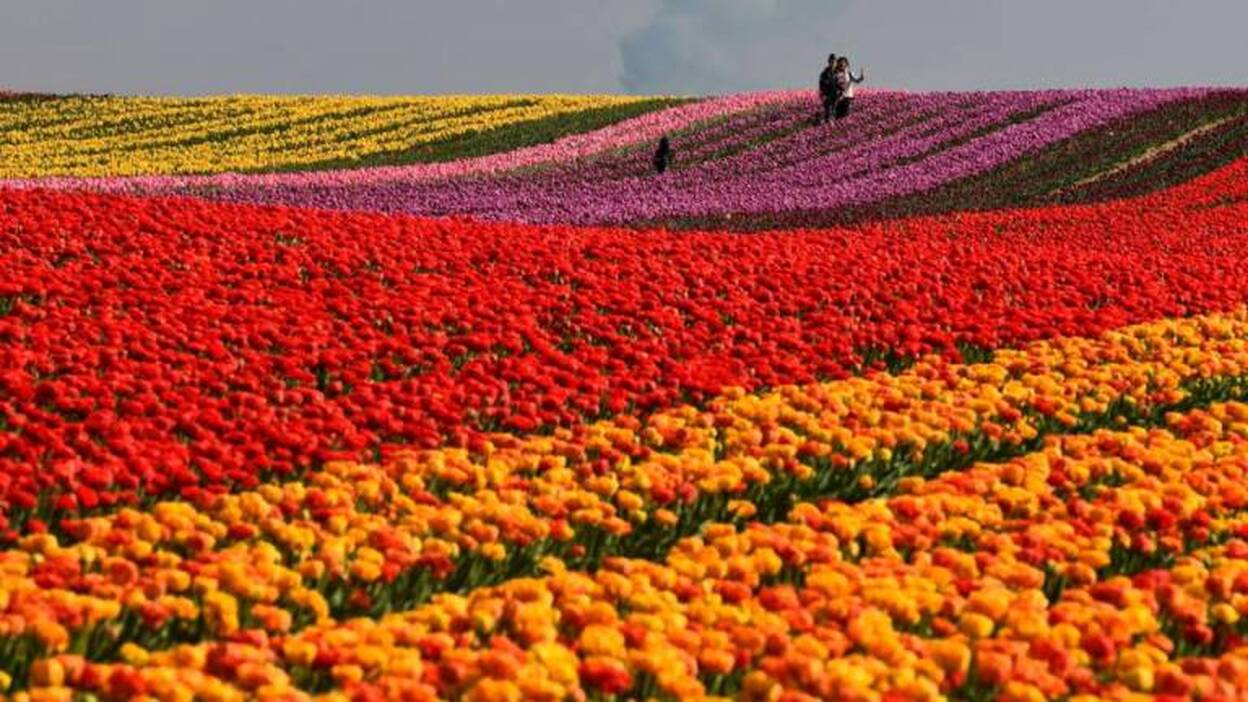 Explosión de color en uno de los jardínes naturales más grandes del mundo
