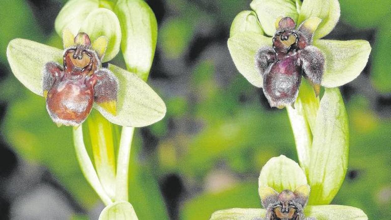 Siete orquídeas nativas crecen en la isla