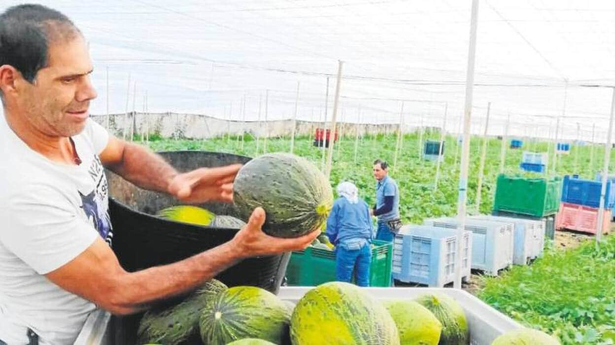 Spar Gran Canaria dinamiza el melón y la sandía