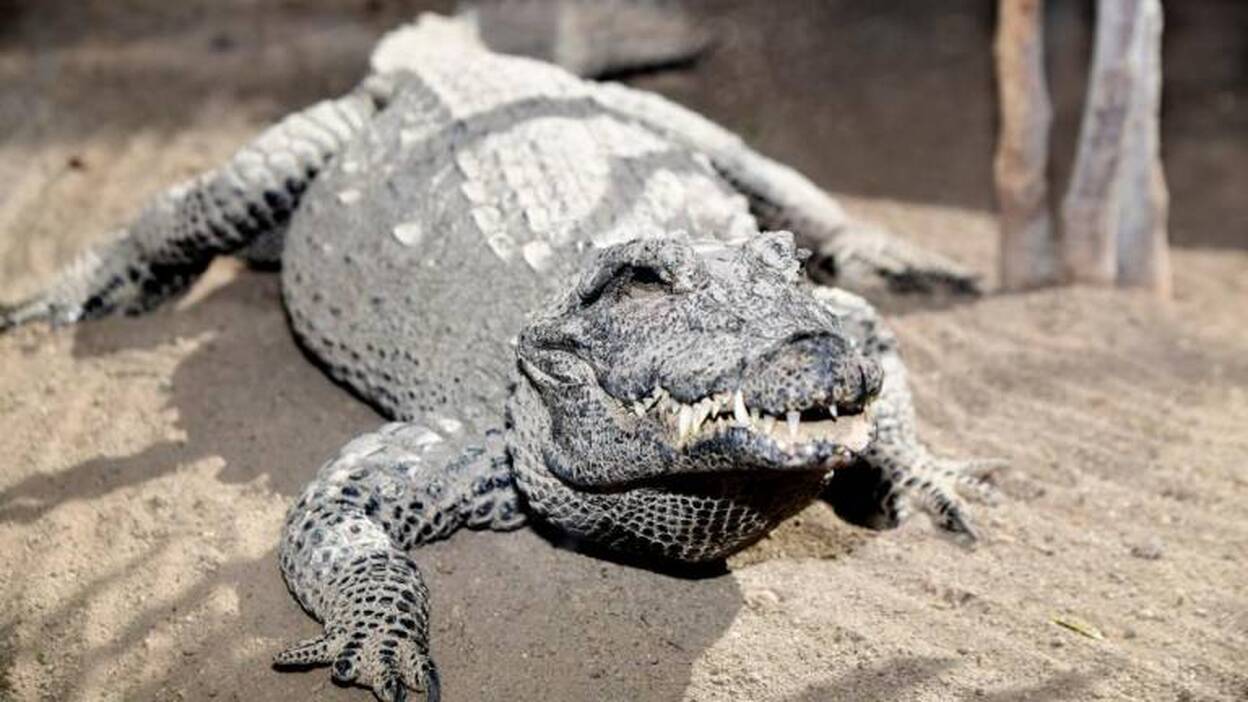 El Gobierno ultima una ayuda para Cocodrilo Park