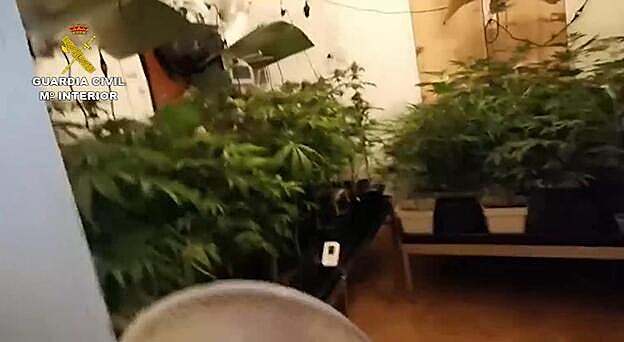 Desmantelan una plantación de 739 plantas de marihuana en Gran Canaria