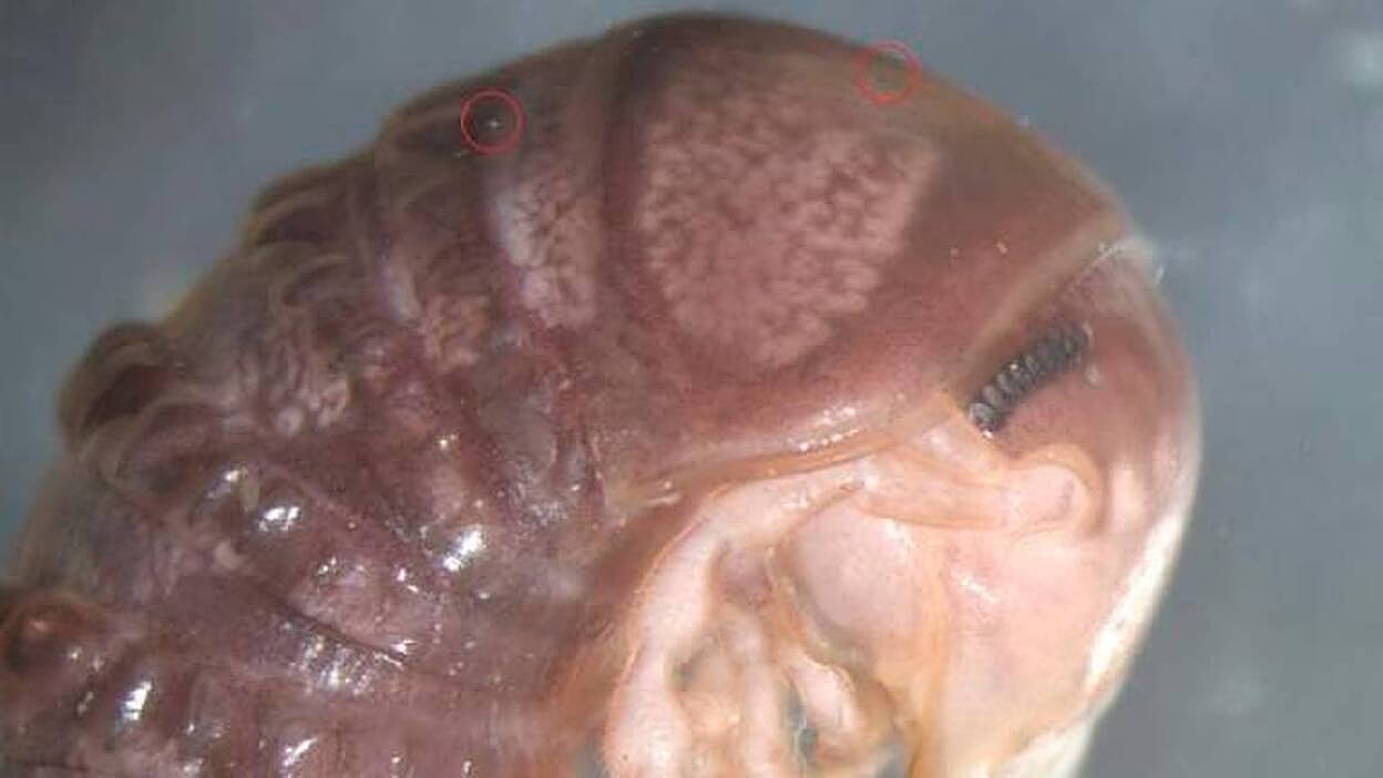 Descubren una nueva especie en una foto de una red social y le llaman ‘twitteri’