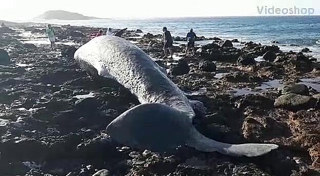 Aparece varado un cachalote en Arinaga