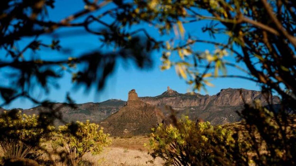 Naturaleza desconfinada: el camino hacia otra Canarias más verde