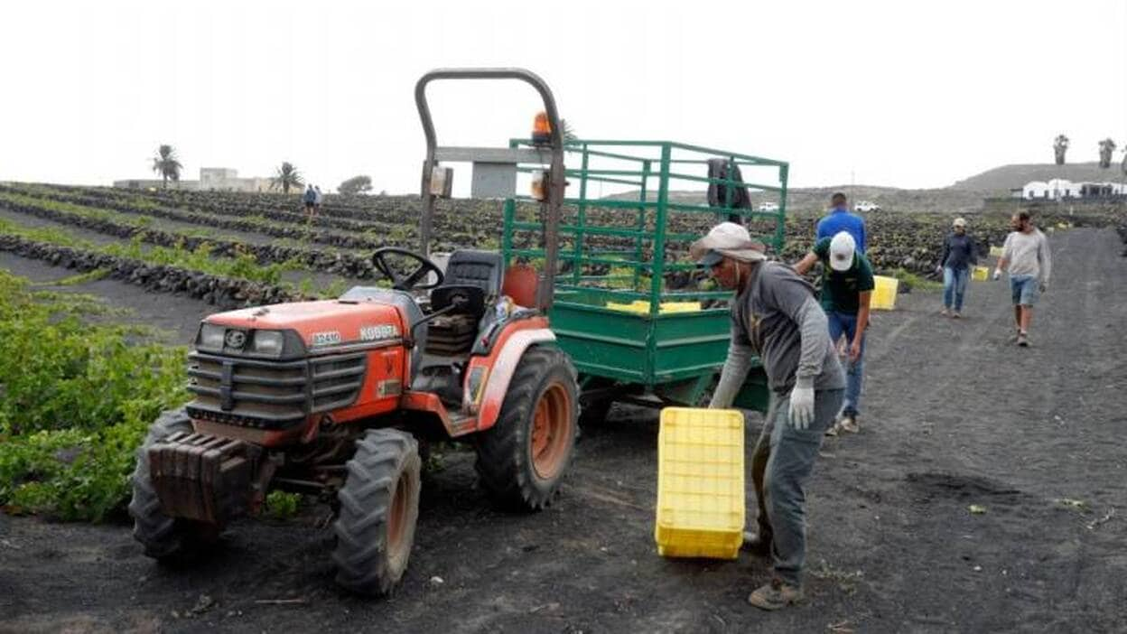 El Gobierno no gana días para las ayudas a la vid