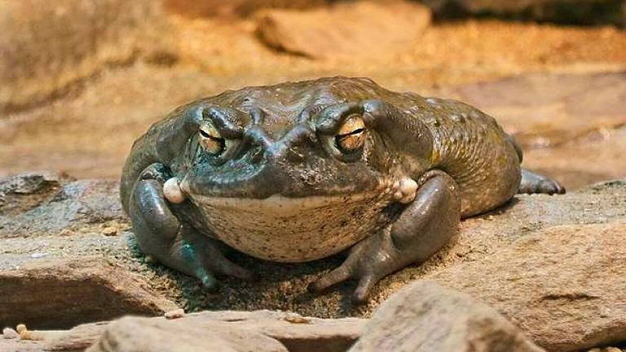 ¿Qué es el rito chamánico del sapo bufo?