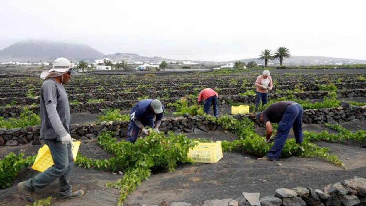 El Gobierno rectifica y da más plazo para tramitar las ayudas a las viñas