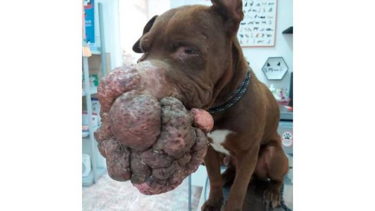 Maltratada y abandonada con un tumor en la cara