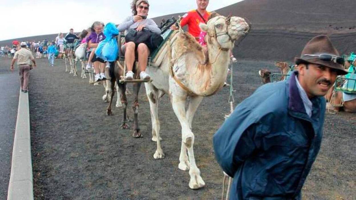 Vuelven los paseos en dromedario en Timanfaya