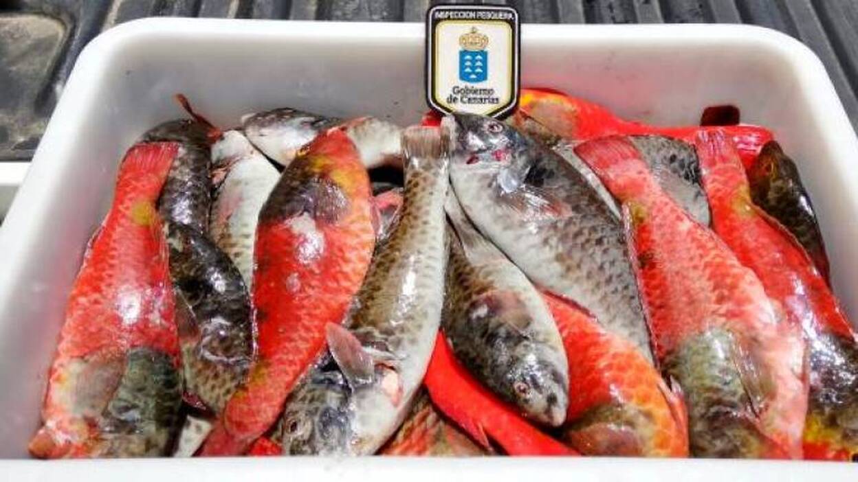 800 inspecciones de pesca durante la alarma