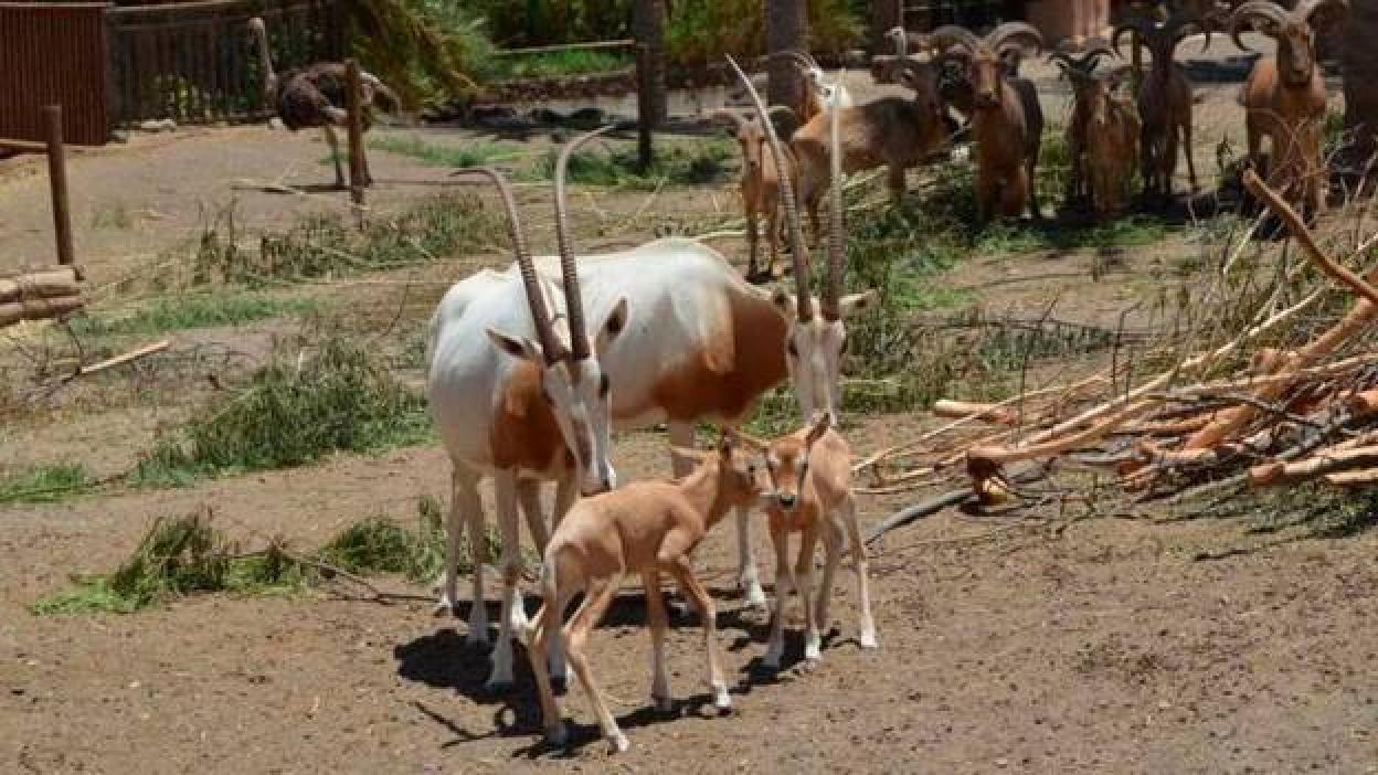 Oasis Wildlife reabre el 1 de agosto con aforo limitado y mascarilla obligatoria