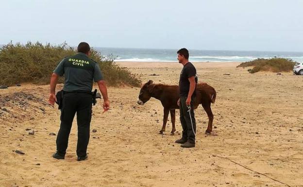 Momento del rescate de uno de los burros.