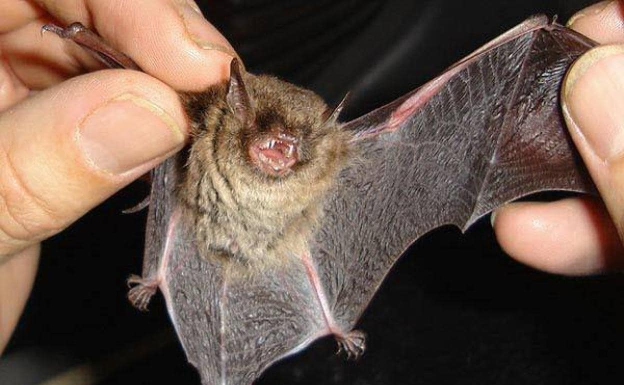 La ecolocalización y los murciélagos