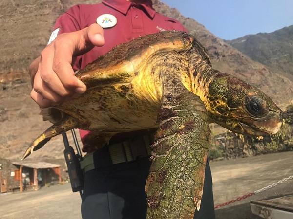 Imagen de la tortuga rescatada. 