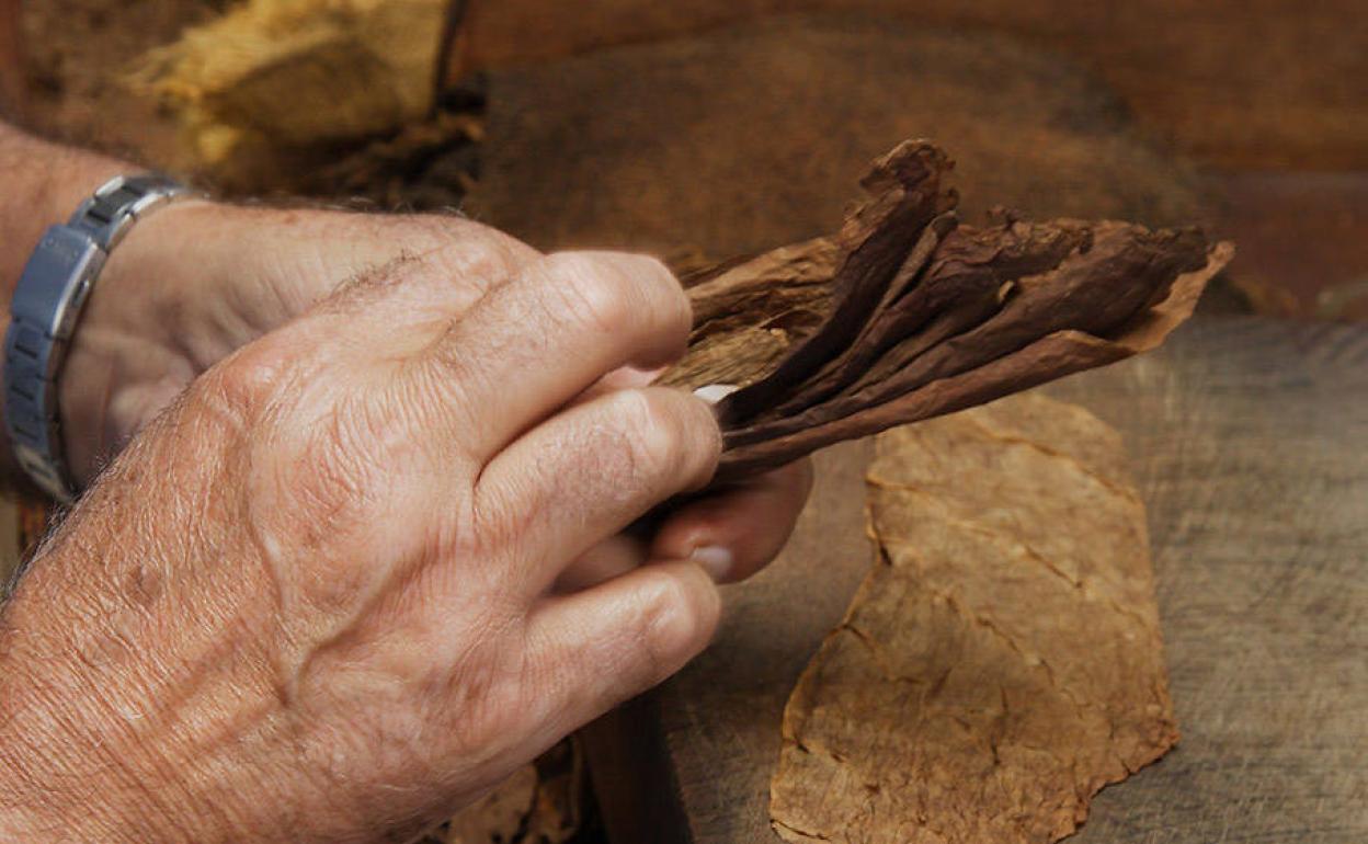 Una comunidad puntera en la producción de tabaco