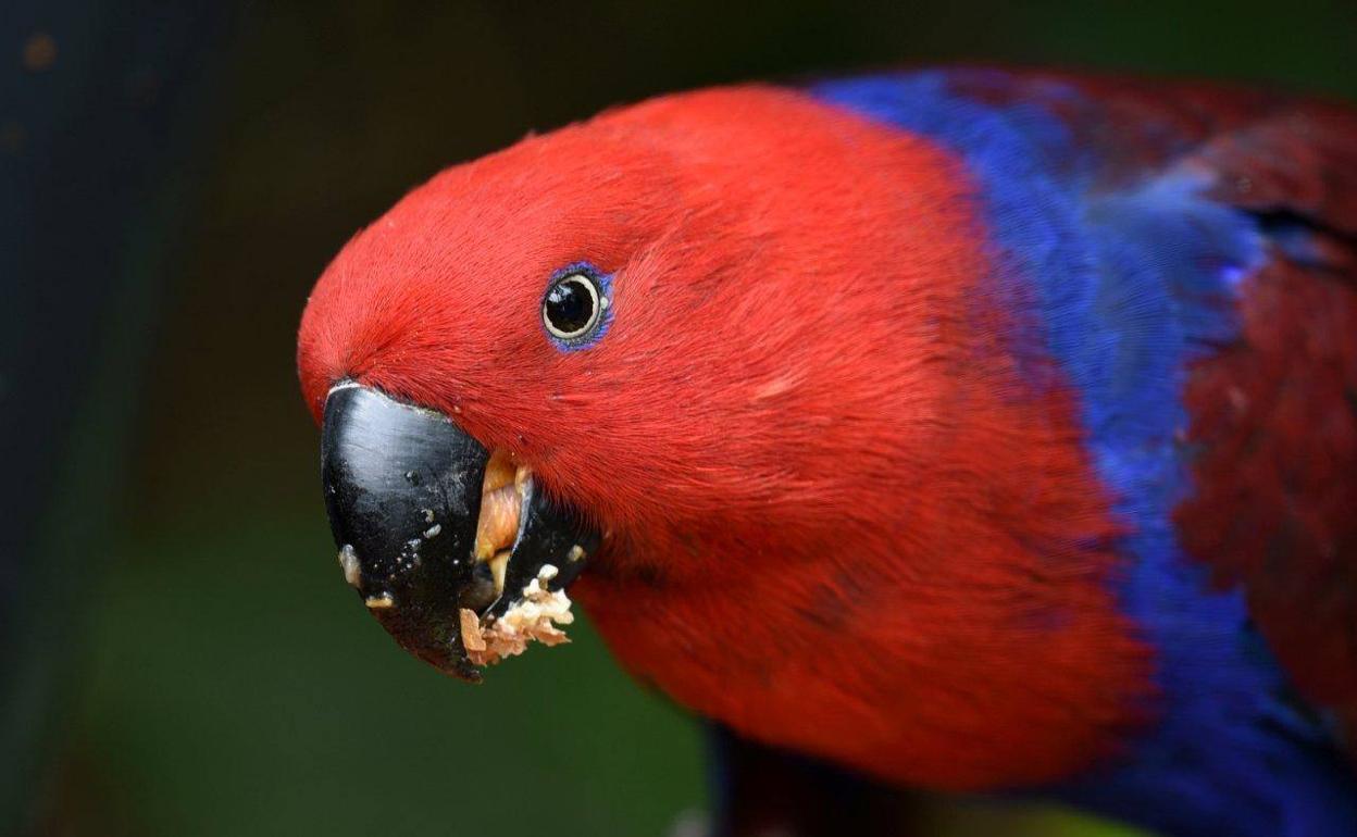 La empresa de alimentación de animales Versele-Lagay y Loro Parque cumplen 18 años de colaboración