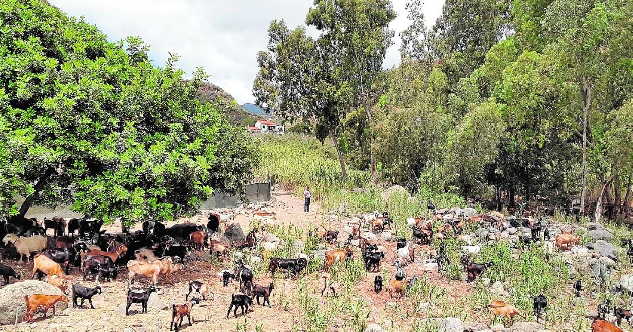 Las cabras del pastor José Ramón Vera pastando en el barranco de San Miguel, en Valsequillo. 