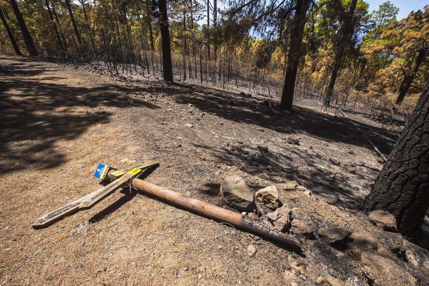Imagen de los daños ocasionados en Tamadaba. 