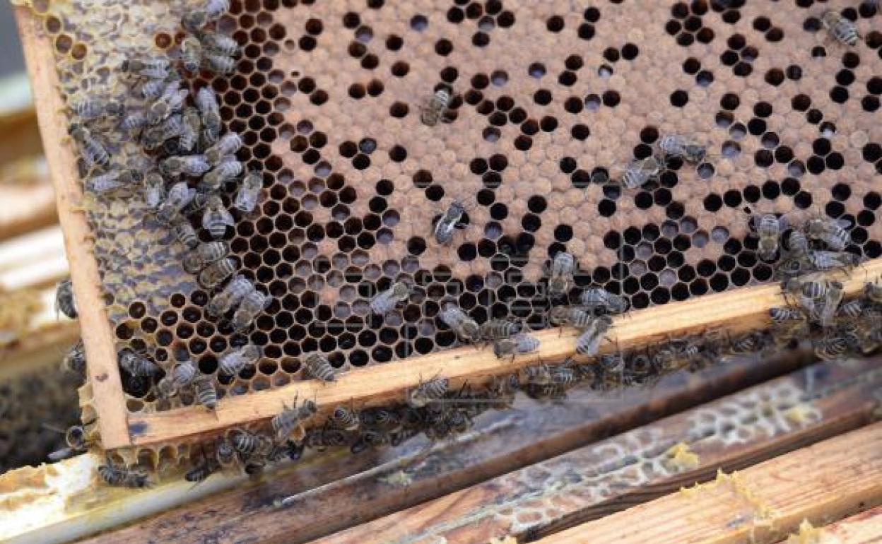 Un edificio sin uso junto a la Granja Experimental de Arucas acogerá la Escuela de Apicultura de la isla
