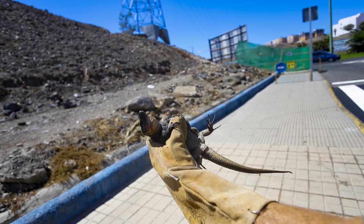 Red Eléctrica ha parado los trabajos en la zona de afección del lagarto hasta que el Cabildo concluya la actuación. 