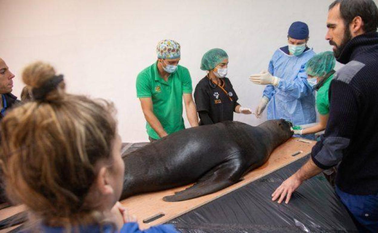 Lisa leona marina Oasis wildlife. 